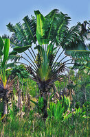 Ravenala madagascariensis in acidic swampy lowground, suckering habit and characteristic lax arrangement of the bracts in maturing infructescences, Ambila Lamaitso, Madagascar, photo Patrick Blanc