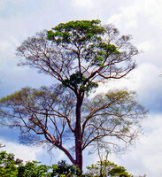 Regular dome shape of a crown actually made of two different trees, the host tree defoliated during the dry season and an evergreen hemiepiphytic Clusia in the center, French Guyana