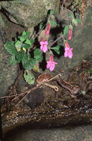 Rehmannia chingii on mossy rock just above a forest stream, Tianmu Shan, Zhejiang, China