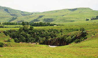 Relictual forest on the vertical cliffs around grabens, all the forest on horizontal landscape having been destroyed and replaced bu savannas heavily grazed by animals and seasonnally burned, Royal Natal NP, South Africa