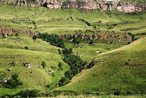 Relictual native forest persisting only on the vertical cliffs at the edge and bottom of graben canyons, due to protection from overgrazing and savanna fires on horizontal flat areas, Royal Natal NP, South Africa