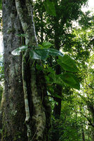 Remusatia vivipara epiphytic, lake Tamblingan, Bali