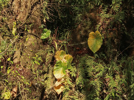 Remusatia vivipara, withering leaves at the transition between rainy and dry seasons, this epiphytic Araceae being reduced to its tuber during the dry season, Bromo Tengger Semeru NP, Java