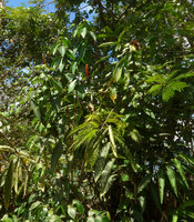 Renealmia cernua and Costus cf. spiralis flowering at forest edge, Utria NP, Choco, Colombia