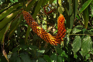 Renealmia cernua, maturing infructescence, Utria NP, Choco, Colombia