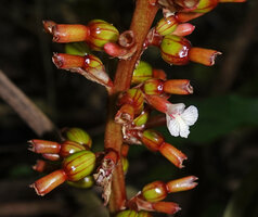 Renealmia engleri, flower and maturing fruits with persistent calyx, Amani, East Usambara, Tanzania