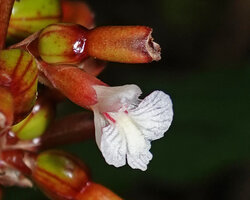 Renealmia engleri, flower with three pointed dark pink calyx, white translucent petals and bright white three parted labellum, Amani, East Usambara, Tanzania