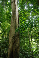 Rhaphidophora cf. sylvestris, fasciculate basal adventitious feeding roots, Khao Phra Thaeo NP, Phuket, Thailand