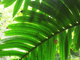 Rhaphidophora decursiva, leaf venation, Xishuangbanna, China