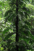 Rhaphidophora decursiva, leaves, Xishuangbanna, China