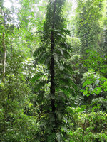 Rhaphidophora decursiva, Xishuangbanna, China