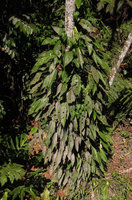 Rhaphidophora foraminifera, Cameron Highlands, Malaysia