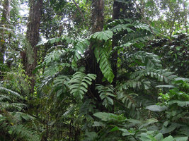 Rhaphidophora korthalsii, adult phase climbing on tree trunk, Fraser&#039;s Hill, Malaysia
