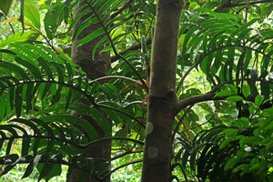 Rhaphidophora korthalsii, adult phase with pinnatifid leaves and inflorescences, Bach Ma NP, 500 m asl, Hue, Vietnam