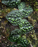 Rhaphidophora korthalsii, a form with strongly bullate juvenile shingle leaves, maybe an aposematic signal for herbivores or a visual disruptive effect, Balinsasayao Twin Lakes, Negros Oriental, Philippines