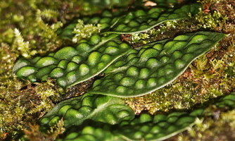 Rhaphidophora korthalsii, a form with strongly bullate surface of the juvenile leaves, maybe an aposematic signal or a visual disruptive effect for herbivores, Balinsasayao Twin Lakes, Negros Oriental, Philippines