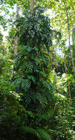 Rhaphidophora korthalsii climbing along a tree trunk, Manusela NP, 800 m asl, Seram, Moluccas
