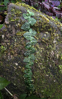 Rhaphidophora korthalsii, juvenile stage with shingle bullate leaves appressed to the mossy rock, Balinsasayao Twin Lakes, Negros Oriental, Philippines