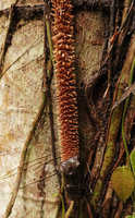 Rhaphidophora korthalsii, ramentose scaly feeding root, Tenaru Falls, Guadalcanal, Solomon Islands