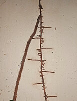 Rhaphidophora korthalsii, three types of adventitioius roots emerging from the climbing stem, the long downward feeding root, the horizontal root at each node and the numerous small roots along the internodes