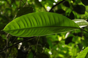 Rhaphidophora lobbii, deeply impressed primary veins perpendicular to the midrib, Bukit Timah, Singapore
