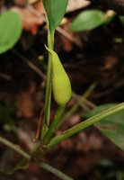 Rhaphidophora lobbii, inflorescence, Bukit Timah, Singapore