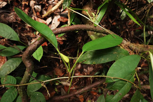 Rhaphidophora lobbii, lateral leafy stem with short thick internodes and terminal inflorescence, Bukit Timah, Singapore