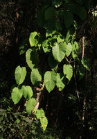 Rhaphidophora megaphylla, Doi Suthep, Thailand