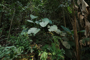 Rhaphidophora megaphylla in rocky habitat, Doi Inthanon NP, 800 m asl, Thailand
