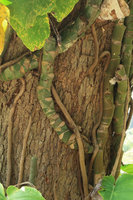 Rhaphidophora megaphylla, thick stems and downwards growing feeding roots, Doi Suthep, Thailand