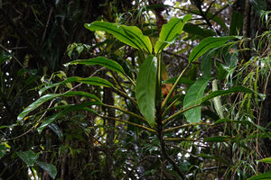 Rhaphidophora oligosperma, lateral adult floriferous stem detached from the tree trunk support, Manusela NP, 800 m asl, Seram, Moluccas