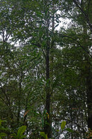 Rhaphidophora oligosperma, main stem climbing vertically along tree trunk and axillary detached fertile stems, Manusela NP, 800 m asl, Seram, Moluccas