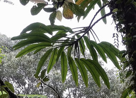Rhaphidophora oligosperma, shade avoidance of the leaves due to progressive movement of the swollen geniculum at junction of petiole and leaf blade, Manusela NP, Seram, Moluccas 