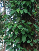 Rhaphidophora peepla, leaves, Doi Suthep, Thailand