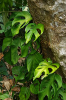 Rhaphidophora pertusa climbing along a tree trunk, Elanji, Kerala, India
