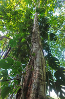 Rhaphidophora pertusa climbing along a tree trunk, Kitulgala, Sri Lanka