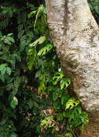 Rhaphidophora pertusa climbing at the base of a tree trunk, Elanji, Kerala, India