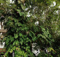 Rhaphidophora pertusa climbing on a tree in the city, Kochi, Kerala, India