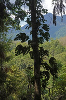 Rhaphidophora pertusa, Kitulgala, Sri Lanka