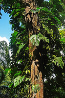 Rhaphidophora pertusa, stems climbing along tree trunk, Kitulgala, Sri Lanka