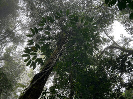 Rhaphidophora schlechteri, all the lateral stems displaying their foliage under the host tree crown, Kwau, 1600 m asl, Arfak Mts, West Papua