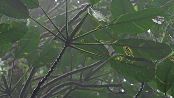 Rhaphidophora schlechteri, articulated distal part of the lateral stems obviously remaining monopodial following the sudden reduction of the internode length, Kwau, 1600 m asl, Arfak Mts, West Papua