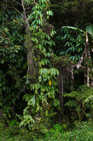Rhaphidophora schlechteri climbing along a tree trunk at forest edge, Kwau, 1600 m asl, Arfak Mts, West Papua