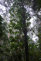 Rhaphidophora schlechteri climbing along tree trunk with all lateral stems growing detached from the host tree trunk, Kwau, 1600 m asl, Arfak Mts, West Papua