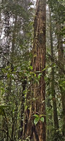 Rhaphidophora schlechteri, feeding roots appressed along the host tree trunk, Kwau, 1600 m asl, Arfak Mts, West Papua