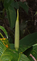 Rhaphidophora schlechteri, inflorescence with apiculate spathe, Kwau, 1600 m asl, Arfak Mts, West Papua