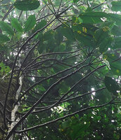 Rhaphidophora schlechteri, lateral oblique detached stems with long internodes for about 2 m then abruptly shortening internodes, probably in the flowering zone, Kwau, 1600 m asl, Arfak Mts, West Papua