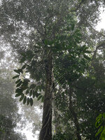 Rhaphidophora schlechteri, main monopodial stem climbing vertically, fixed by adventitious roots and lateral detached sympodial flowering stems, Kwau, 1600 m asl, Arfak Mts, West Papua