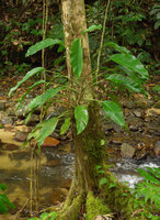Rhaphidophora spuria, Biausevu, Viti Levu, Fiji,