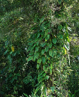 Rhaphidophora spuria, Halisi, Vangunu, Solomon Islands